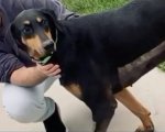 Tiziano Ferro: morto il suo cane Beau: 'Il suo cuore si è fermato stanotte...'