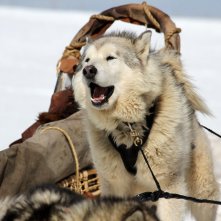 Balto e Togo - La leggenda: una sequenza