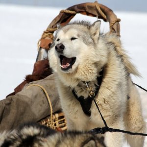 Balto e Togo - La leggenda: una sequenza