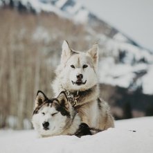 Balto e Togo - La leggenda: una scena