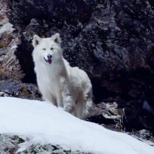 Balto e Togo - La leggenda: un'immagine del film