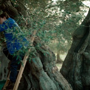 Semina il vento: una scena