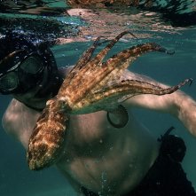 My Octopus Teacher: una foto del documentario