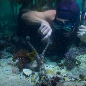 My Octopus Teacher: un'immagine del documentario