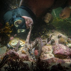 My Octopus Teacher: una sequenza del documentario