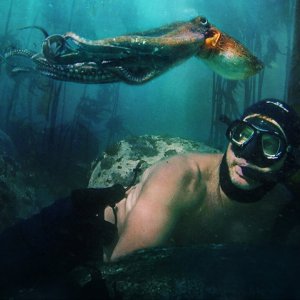 My Octopus Teacher: una scena del documentario