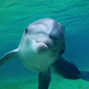 L'uomo delfino: una scena del documentario