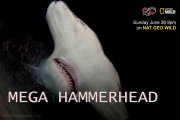 Locandina di Mega Hammerhead