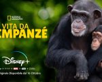 Vita da scimpanzè, su Disney+ in streaming da oggi