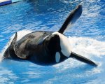 Death at SeaWorld diventa una serie tv prodotta da The Apartment e Castlefield