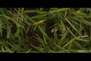 The Stand - The Prophet Vs. The Dark Man Promo