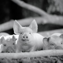 Gunda: un momento del film