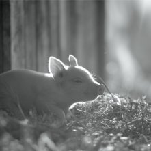 Gunda: un'immagine del film