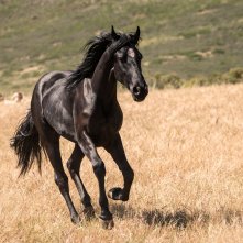 Black Beauty - Autobiografia di un cavallo: un'immagine