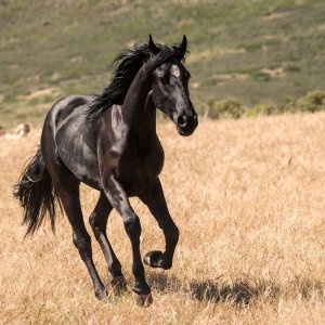 Black Beauty - Autobiografia di un cavallo: un'immagine
