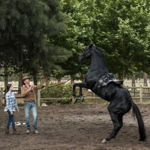 Black Beauty - Autobiografia di un cavallo: una scena