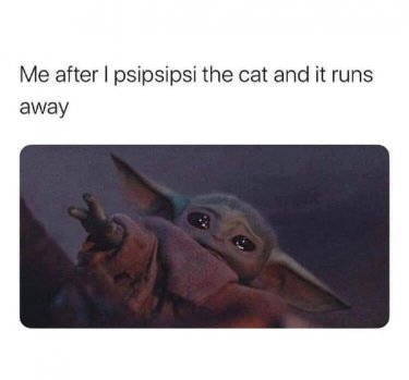 Animal After Psipsipsi Cat And Runs Away