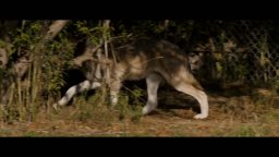 Misha And The Wolves - Clip