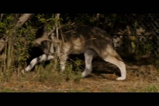 Misha And The Wolves - Clip