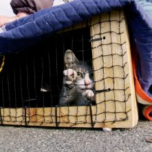S.O.S. Gatto: un momento del film