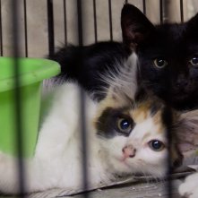 S.O.S. Gatto: una sequenza