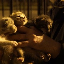 S.O.S. Gatto: un'immagine del film