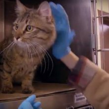 S.O.S. Gatto: un'immagine