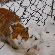 S.O.S. Gatto: una scena