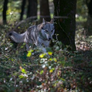 L'ombra del lupo: una sequenza