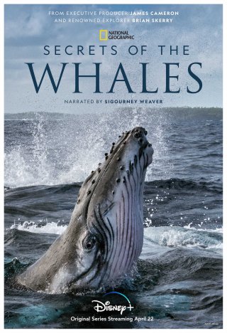Locandina di I segreti delle balene