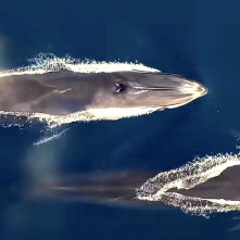 Seaspiracy: esiste la pesca sostenibile?: una scena