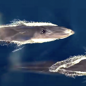 Seaspiracy: esiste la pesca sostenibile?: una scena