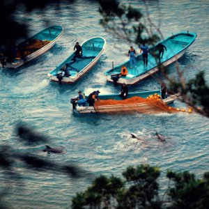 Seaspiracy: esiste la pesca sostenibile?: un'immagine del film