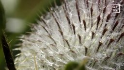 Microcosmo Grande Meraviglia - Trailer