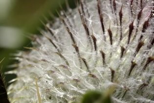 Microcosmo Grande Meraviglia - Trailer