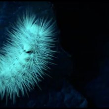 Microcosmo - Grande meraviglia: una sequenza