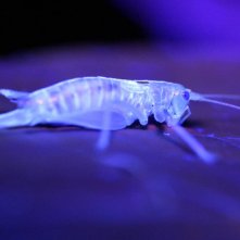 Microcosmo - Grande meraviglia: un'immagine del documentario