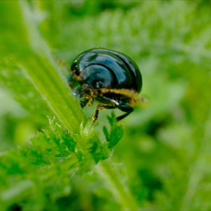 Microcosmo - Grande meraviglia: un'immagine del film