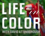 David Attenborough: la vita a colori, su Netflix in streaming da oggi