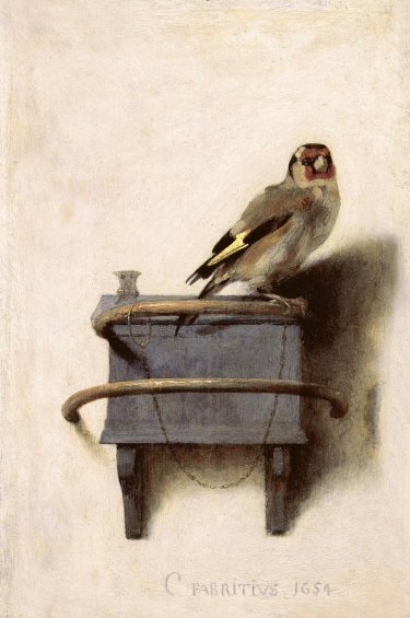 Goldfinch