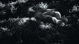 Gunda  - Trailer Italiano