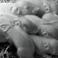 Gunda: una foto del film