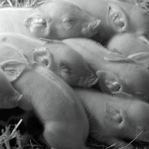 Gunda: una foto del film