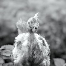 Gunda: una scena del documentario