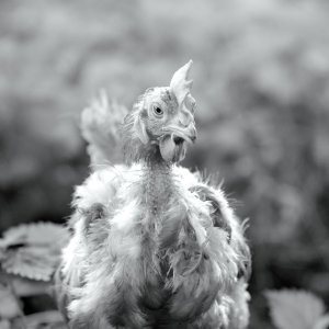 Gunda: una scena del documentario