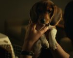 John Wick e le scene con il cane: il 'trucco' del bacon