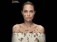 Angelina Jolie ricoperta da uno sciame di api per il World Bee Day (FOTO e VIDEO)