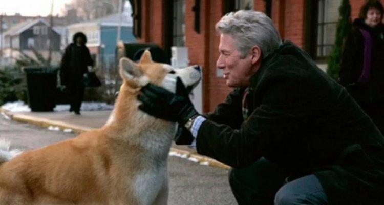 Hachiko - Il tuo migliore amico: di che razza è il cane del film ...