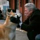Hachiko - Il tuo migliore amico: di che razza è il cane del film
