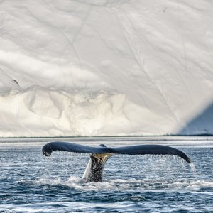 Superare i limiti: la scienza del nostro pianeta, una scena del film